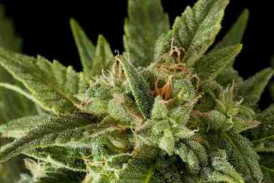 Fruit Automatic > Dinafem Seeds | Autoflowering Cannabis   |  Indica